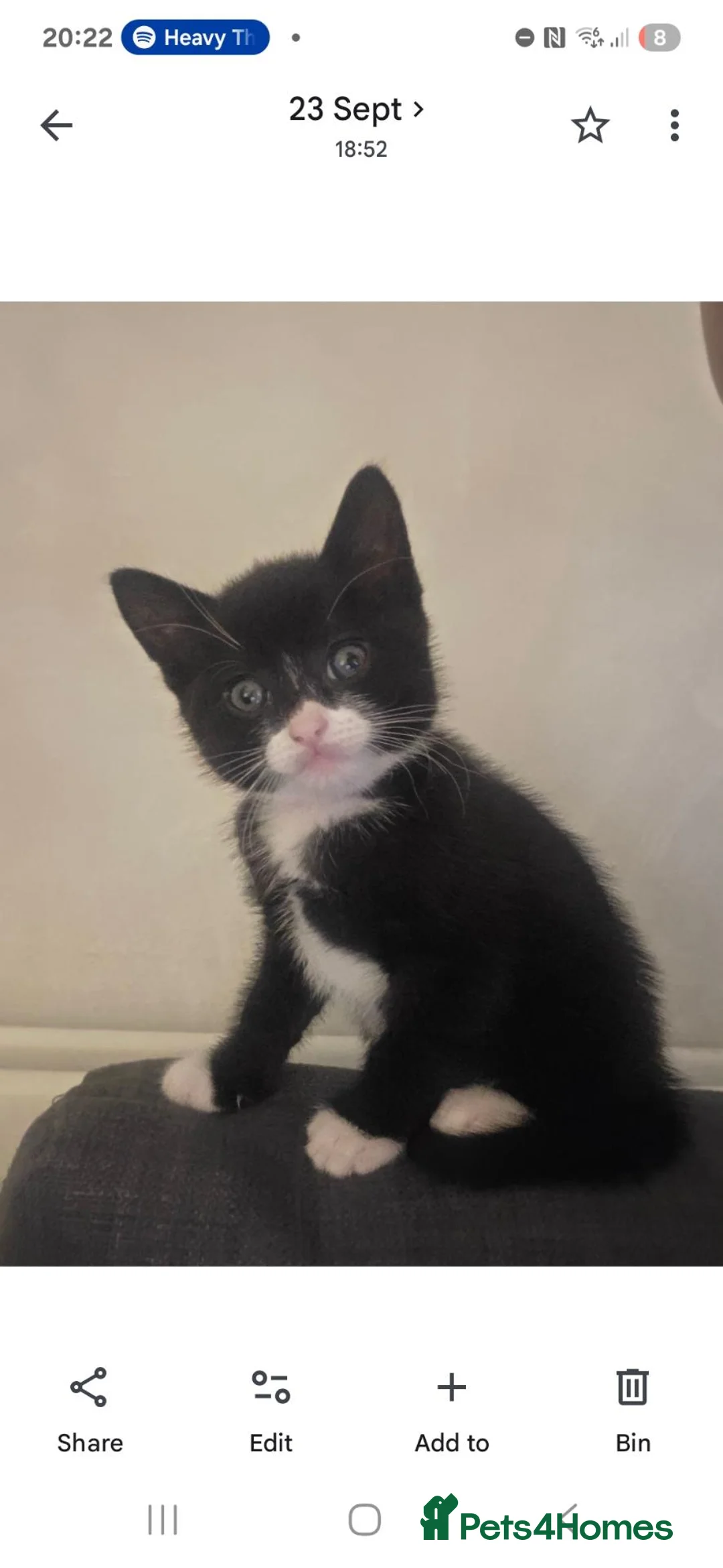 Mixed Breed cats for sale: Gorgeous tuxedo kittens READY TO GO - Advert 2