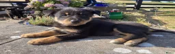 Australian Kelpie dogs for sale: Kelpie x Collie Farm Bred & Reared Pups - Advert 1