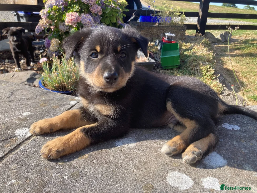 Australian Kelpie dogs for sale: Kelpie x Collie Farm Bred & Reared Pups - Advert 1