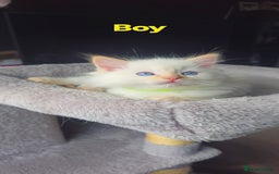 Ragdoll cats for sale: Ragdoll kittens  - Image 17