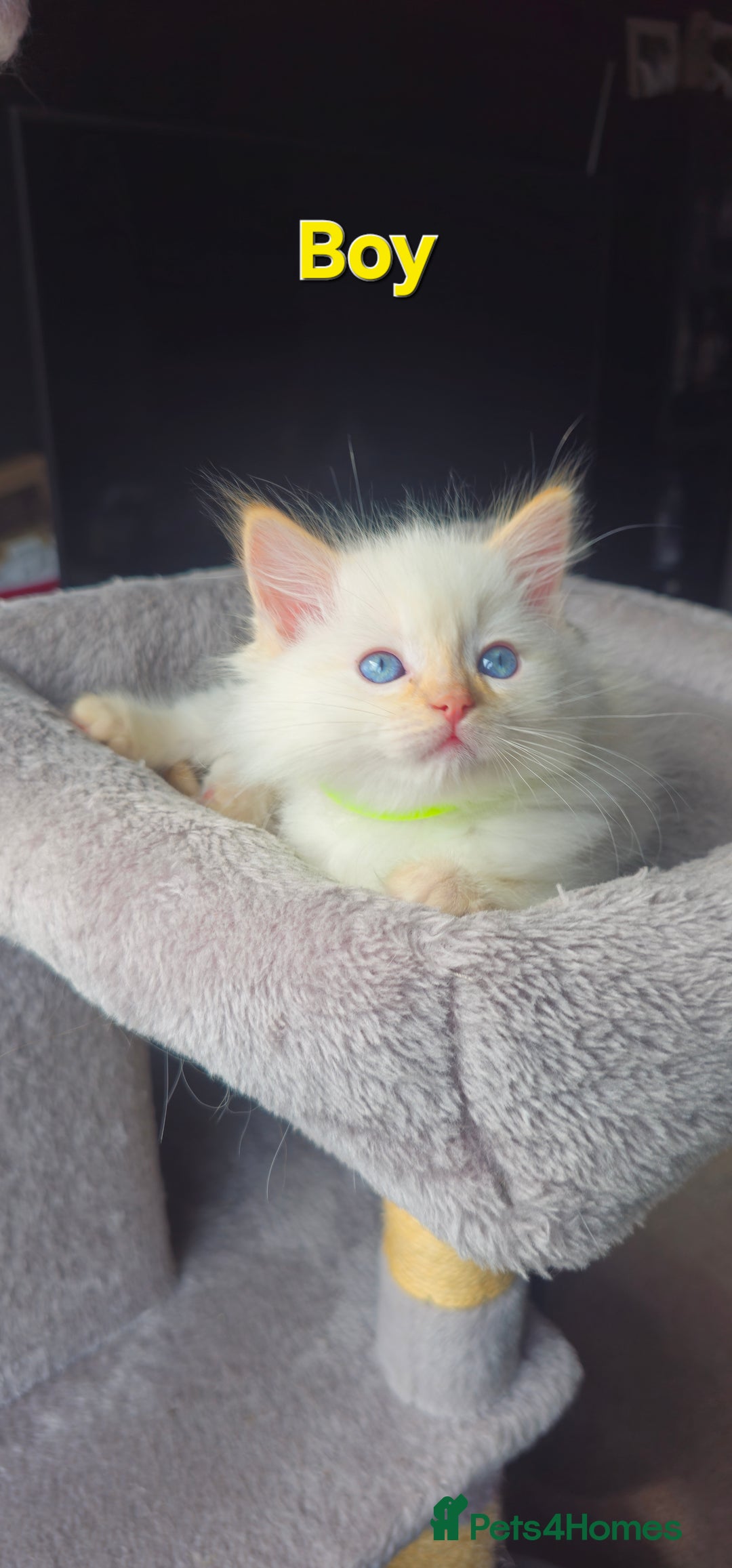 Ragdoll cats for sale: Ragdoll kittens  - Image 17