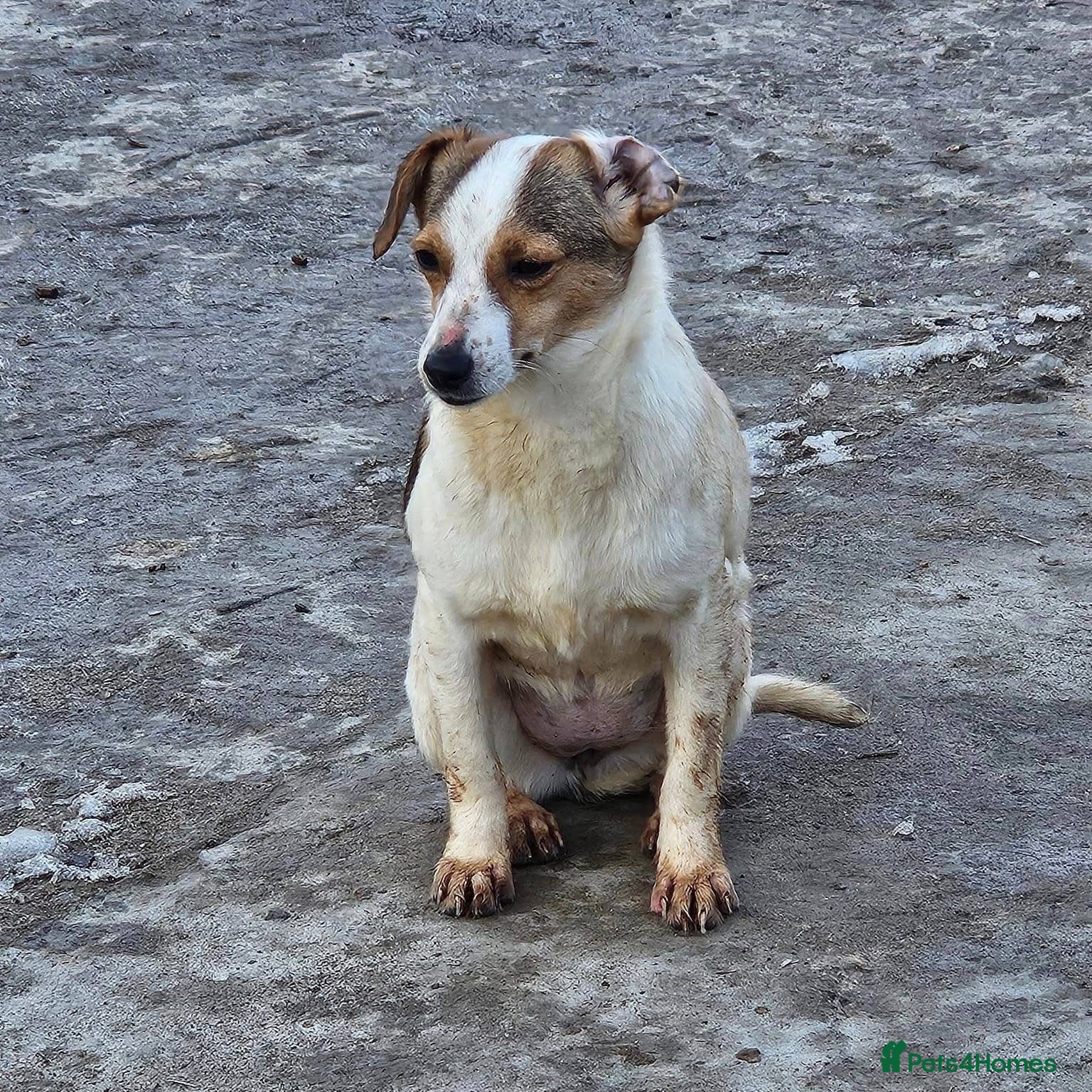 Mixed Breed dogs Gentle | House Trained | Goofy & Sweet - Advert 2
