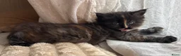 Maine Coon cats for sale: Fluffy Maine Coon Kittens - Advert 5