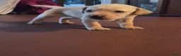Labrador Retriever dogs for sale: Labrador puppies - Advert 7