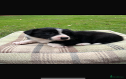 Border Collie dogs for sale: Border Collie - Image 24
