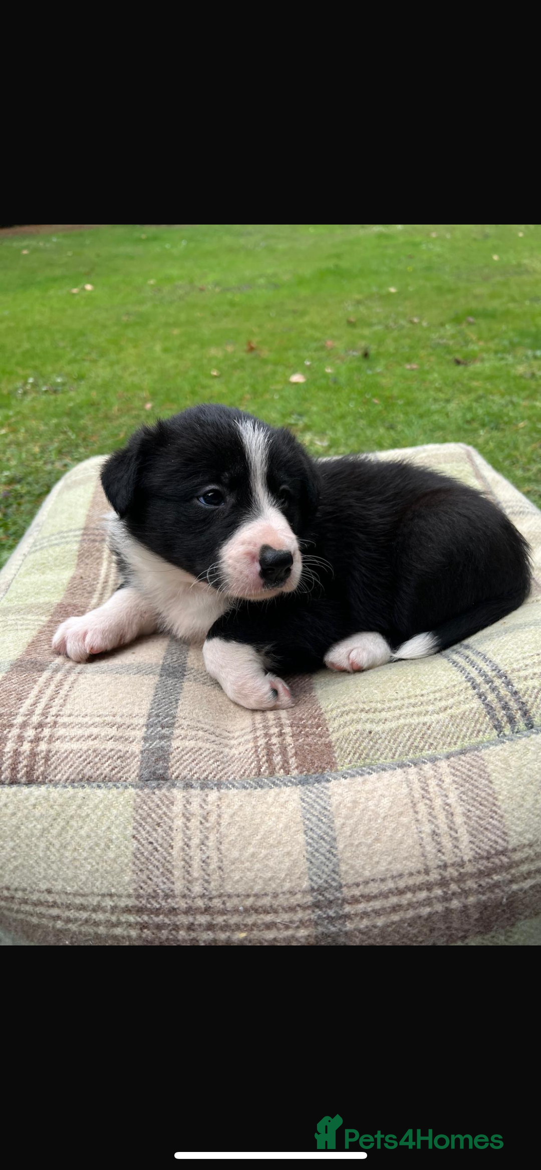 Border Collie dogs for sale: Border Collie - Image 24