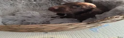 Cocker Spaniel dogs for sale: Working Type Cocker Spaniels  - Advert 7