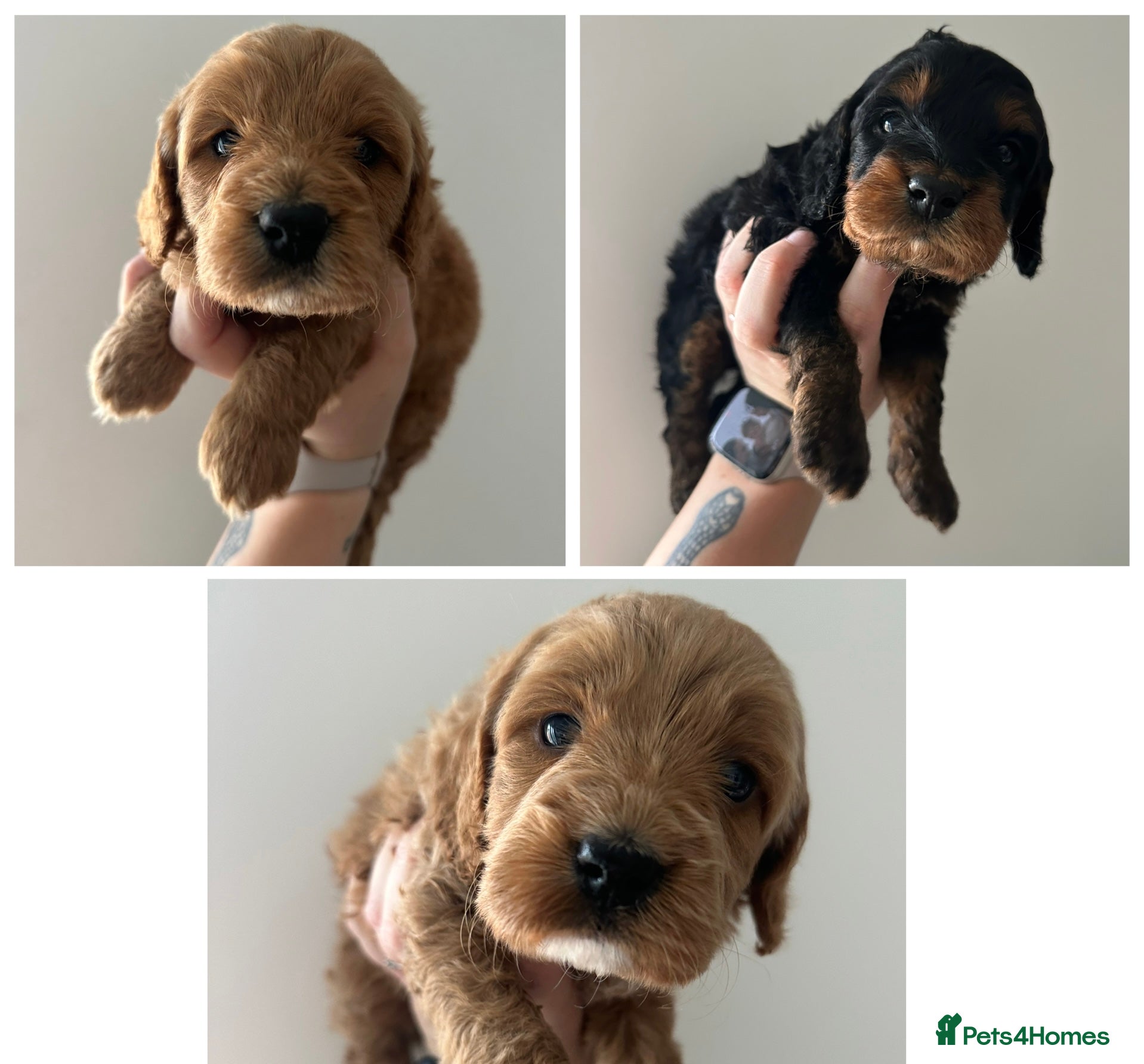 Cockapoo dogs 🌟FINAL 3 F1 COCKAPOO PUPPIES🌟  - Advert 16
