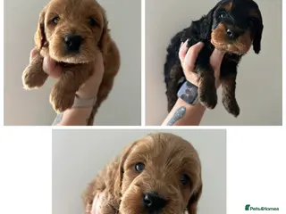 Cockapoo dogs 🌟FINAL 3 F1 COCKAPOO PUPPIES🌟 - Advert 15