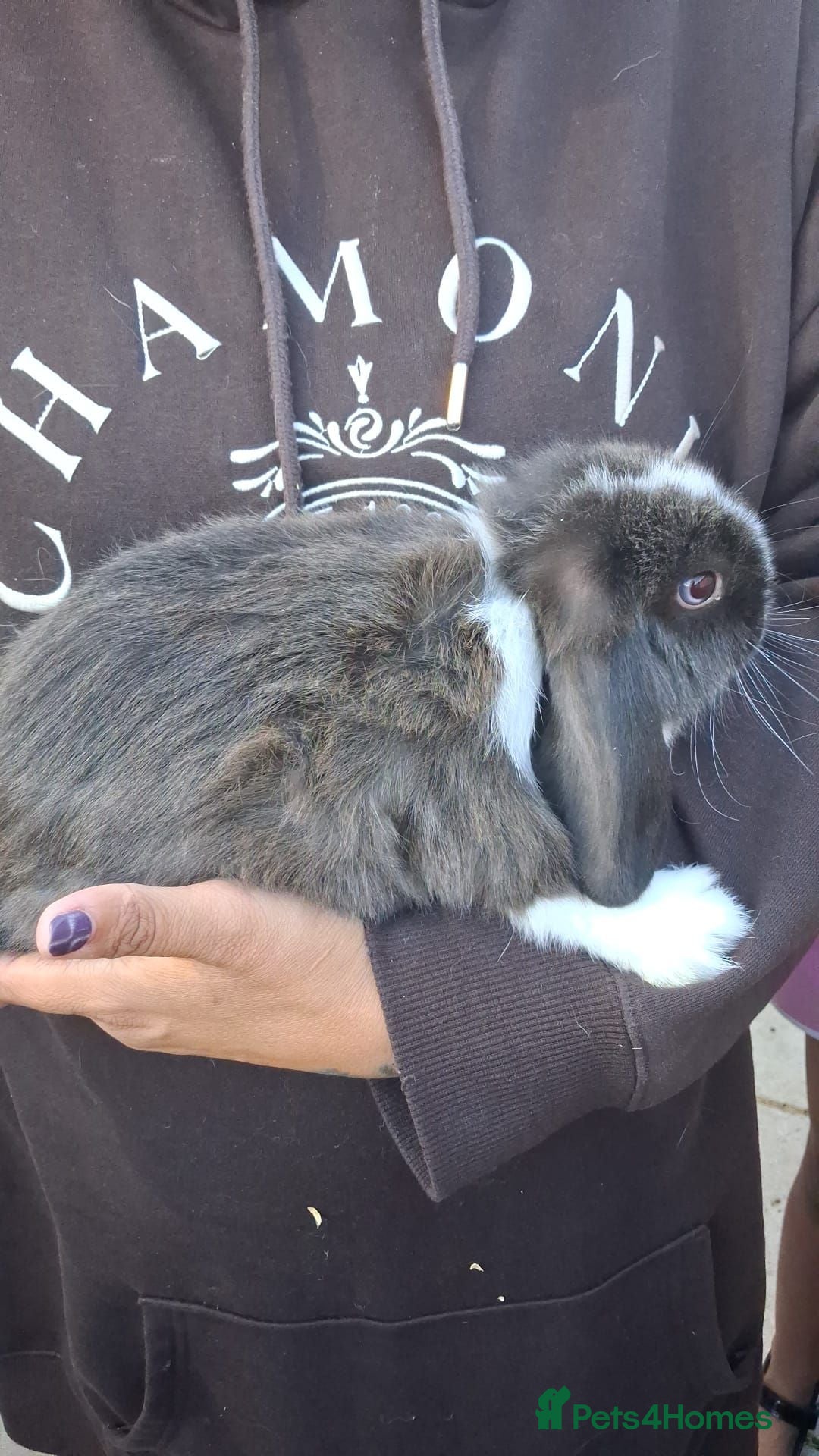 Mini Lop rabbits Beautiful Pure Breed Mini Lops - Advert 2