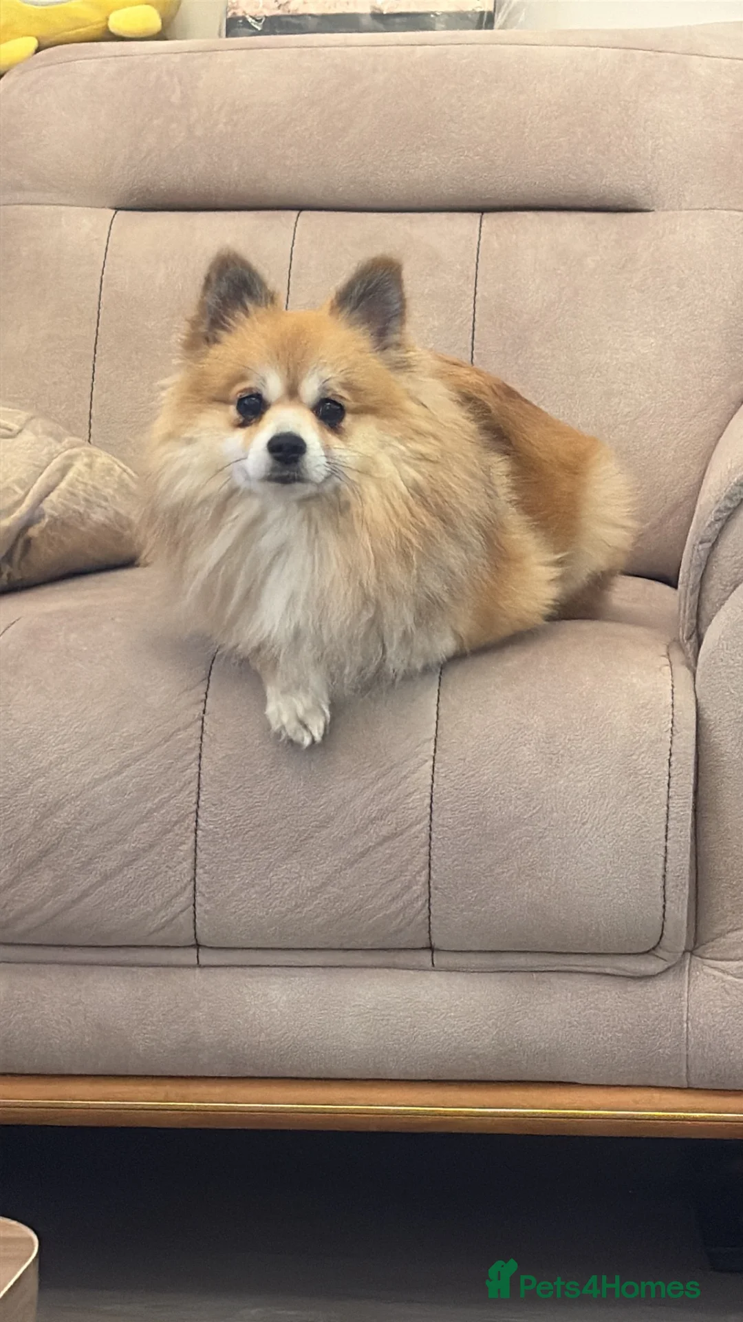 Pomeranian dogs for sale: Pomerianian needs a lovely home in London - Advert 6