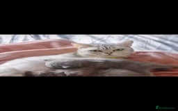 British Shorthair cats for sale: British short-hair kittens - Image 1