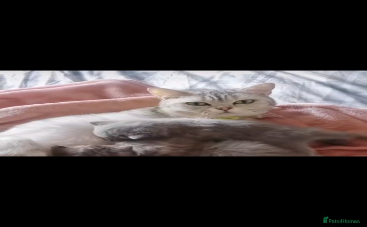 British Shorthair cats - Advert 1