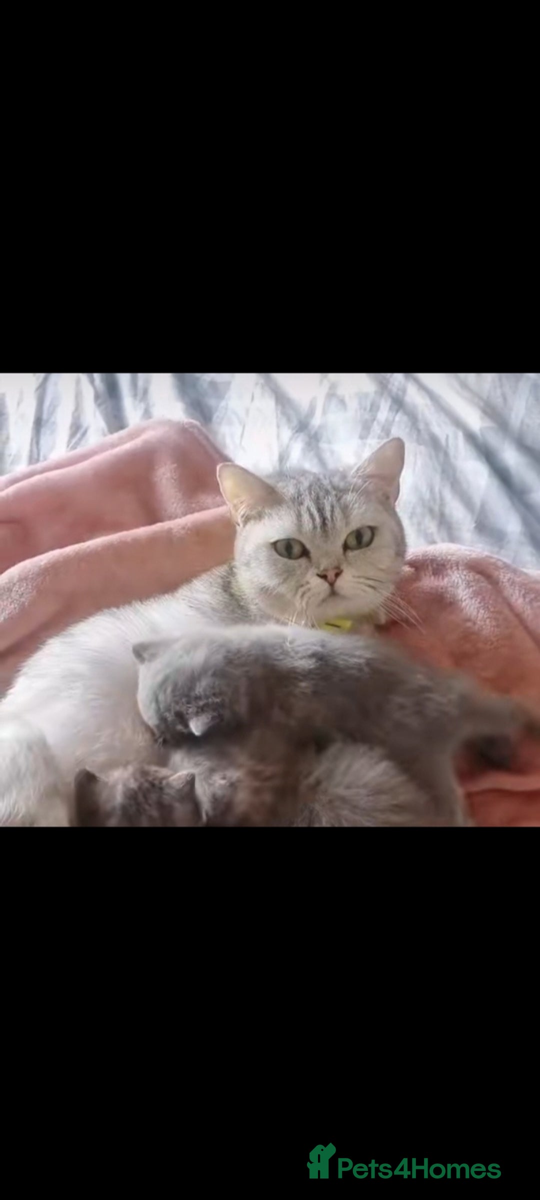 British Shorthair cats for sale: British short-hair kittens - Image 1