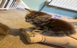 British Shorthair cats for sale: Tabby kittens looking for loving home  - Image 7