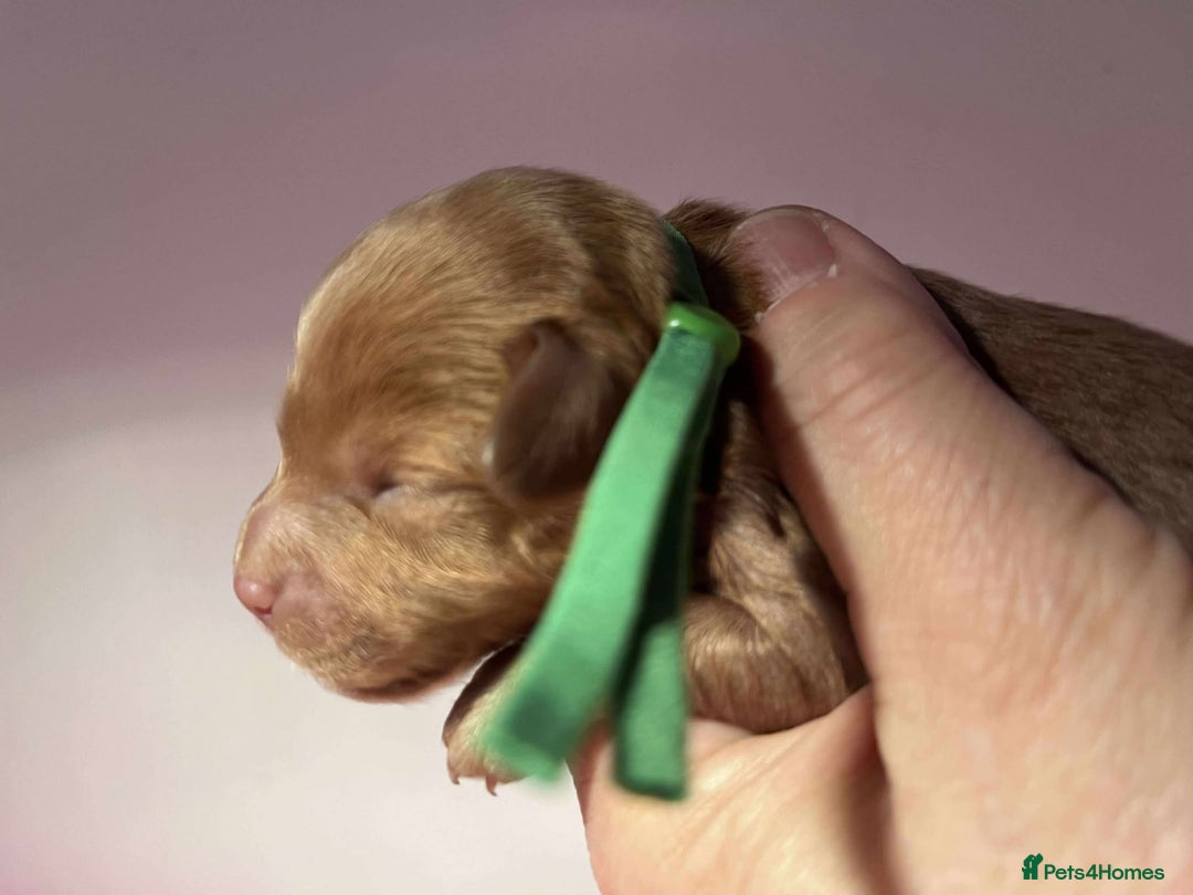 Cavapoo dogs for sale: 5⭐️Licensed+DNA tested+Vet Checked - Image 13