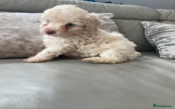 Cavapoo dogs for sale: Miniature poodle x cavapoo  - Image 5