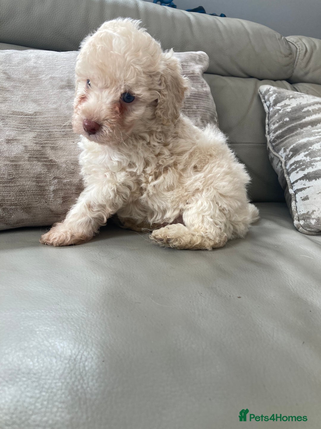 Cavapoo dogs for sale: Miniature poodle x cavapoo  - Image 5