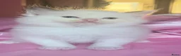 Ragdoll cats for sale: 🤍Pure Breed Ragdolls-last bicolour boy left 🤍 - Advert 5