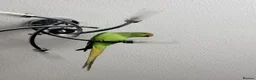 Ringnecks birds for sale: 'FRANKIE' the Indian Ring Neck - Advert 4