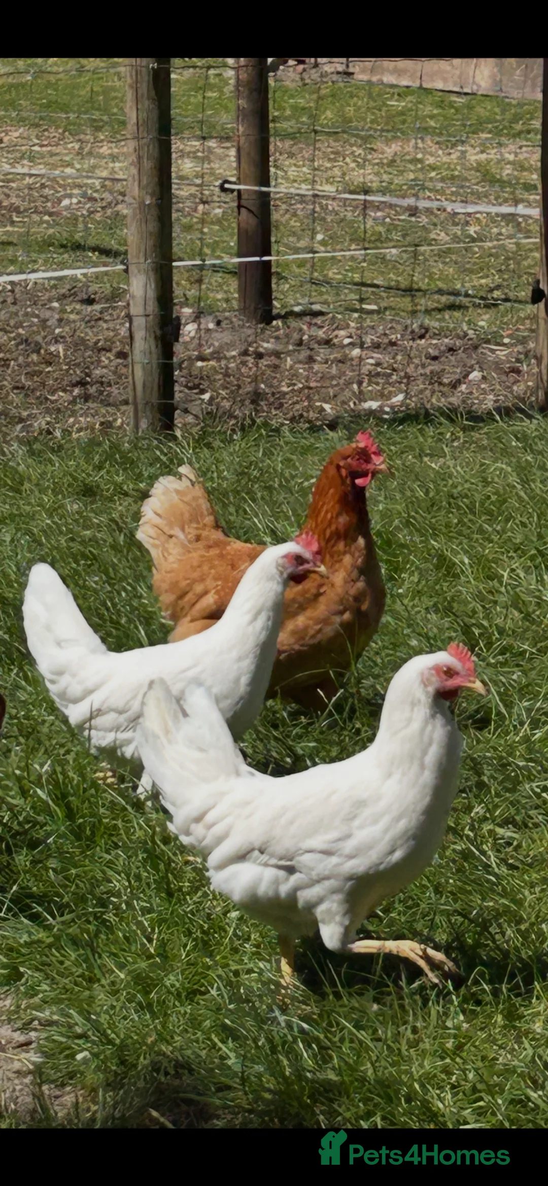 Chickens poultry for sale: Point of lay Leghorn and brown laying hens - Advert 1