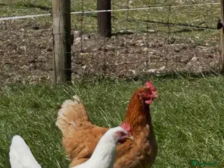Chickens poultry Point of lay Leghorn and brown laying hens - Advert 2