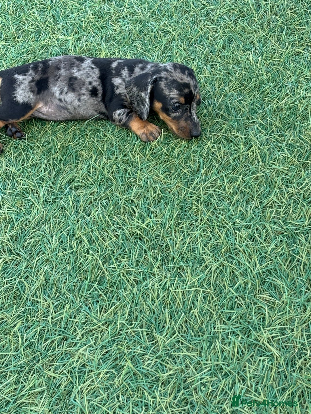 Dachshund dogs for sale: Dachshund Puppies  - Image 14