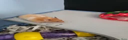 Hamster rodents for sale: Syrian female hamster  - Advert 4