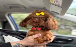Shih Tzu dogs for stud: Bumble imperial Shihtzu for stud (Proven) in Liverpool - Image 2
