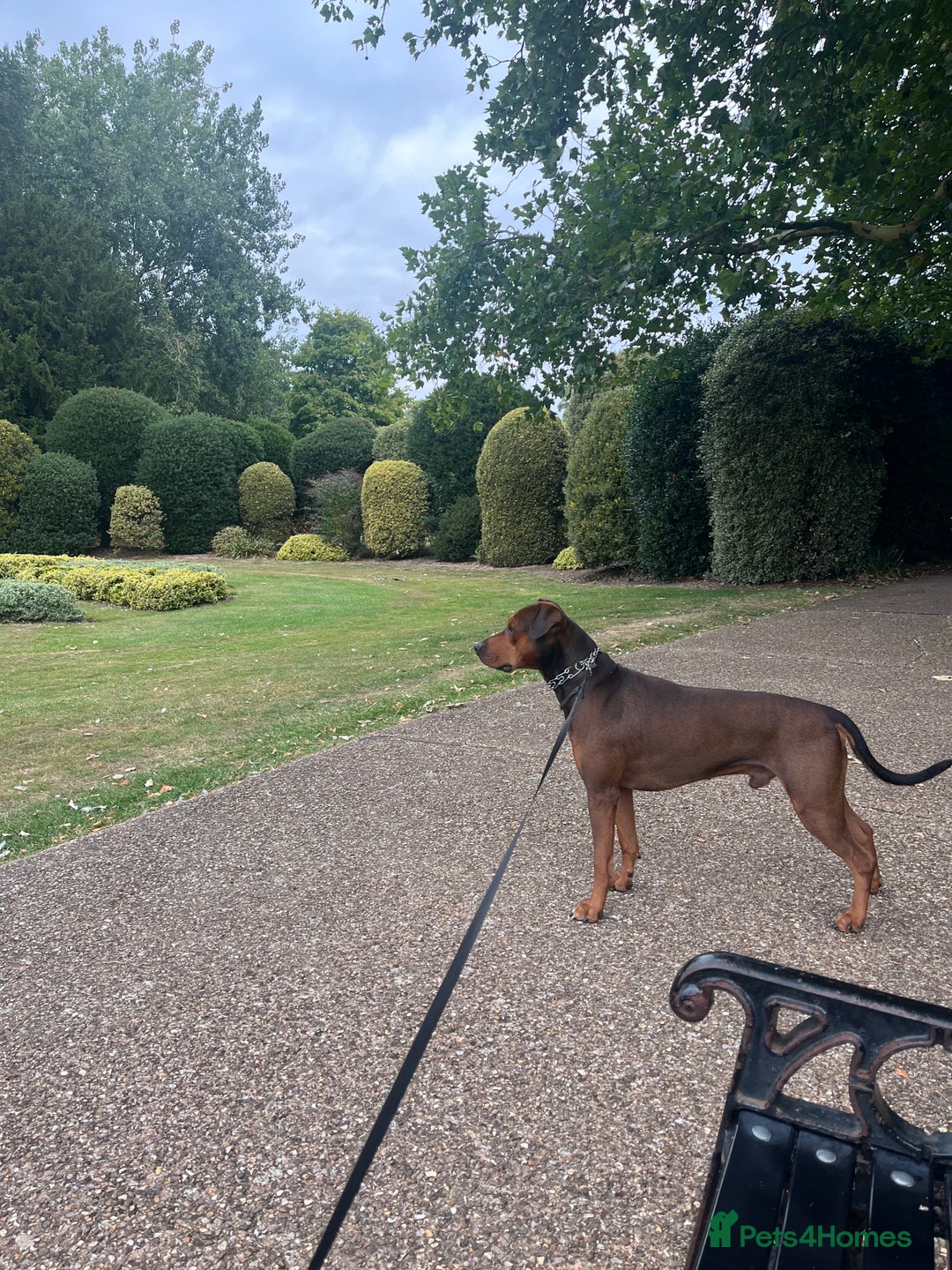 Staffordshire Bull Terrier dogs for sale: Thierry  - Advert 1