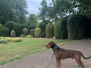 Staffordshire Bull Terrier dogs Thierry - Advert 6