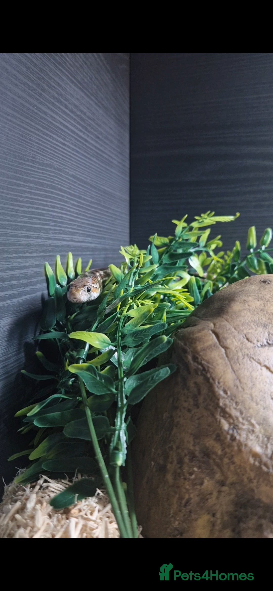 Corn Snake reptiles for sale: Merlin The Corn Snake  - Advert 1