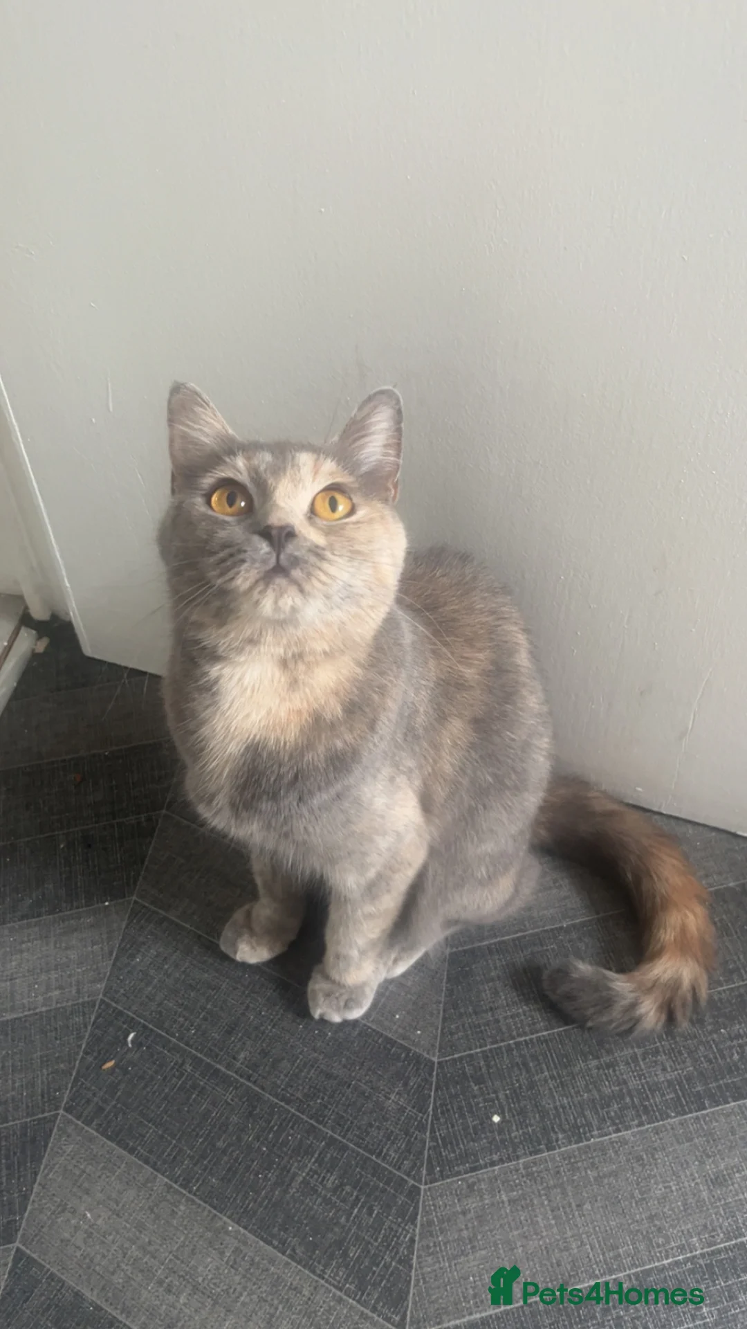 British Shorthair cats for sale: Tortie Female bsh  - Advert 4