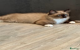 Ragdoll cats for sale: Rare European Chunky ragdolls - Image 17