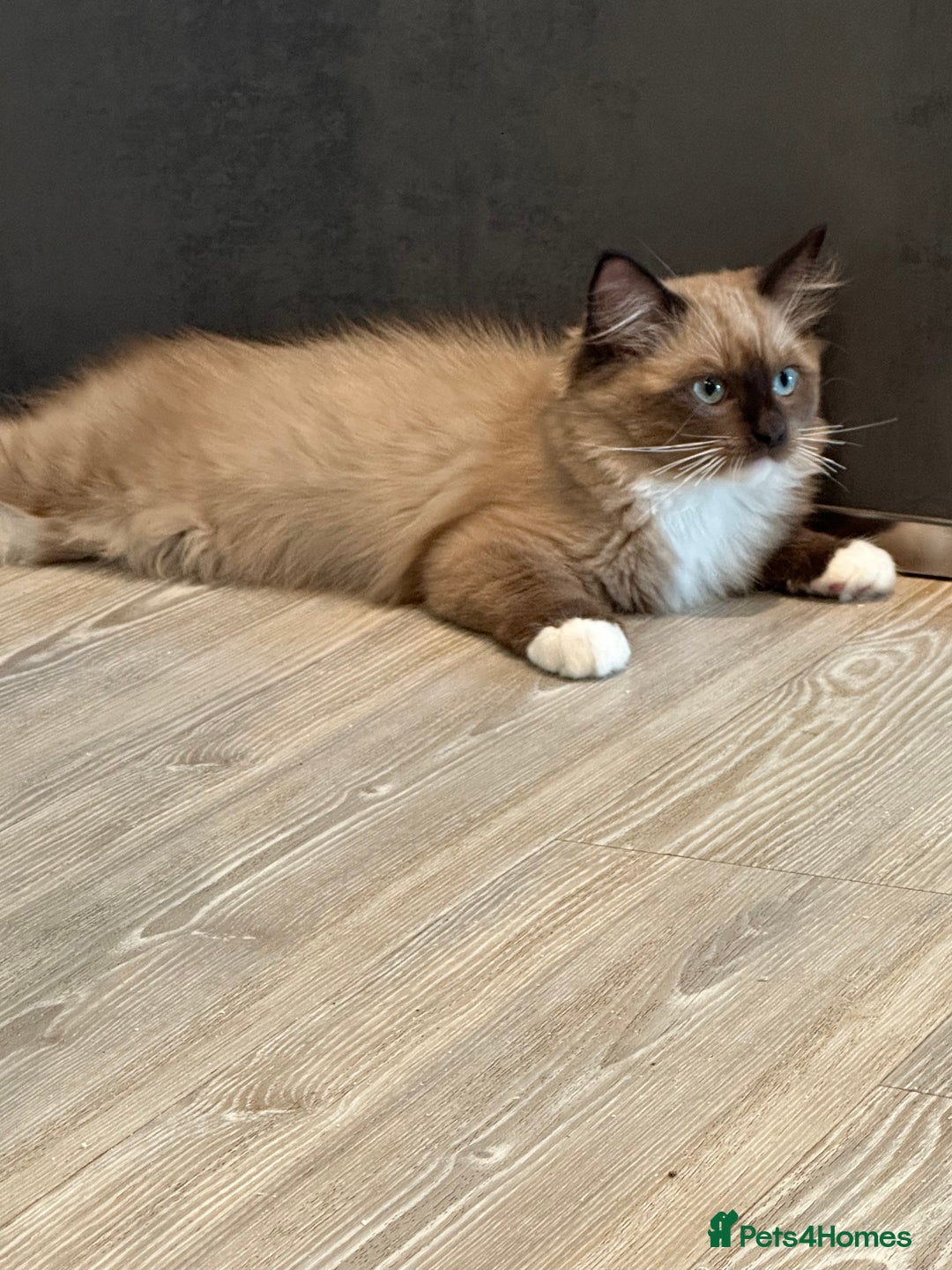 Ragdoll cats for sale: Rare European Chunky ragdolls - Image 17