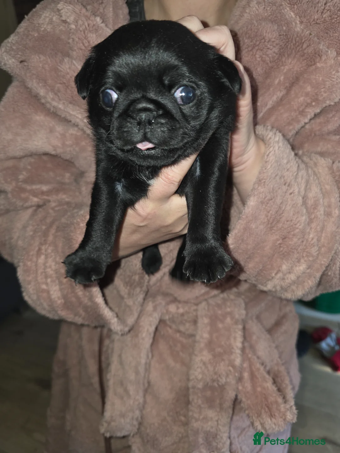 Pug dogs for sale: KC registered PUG 10 generation  - Advert 2