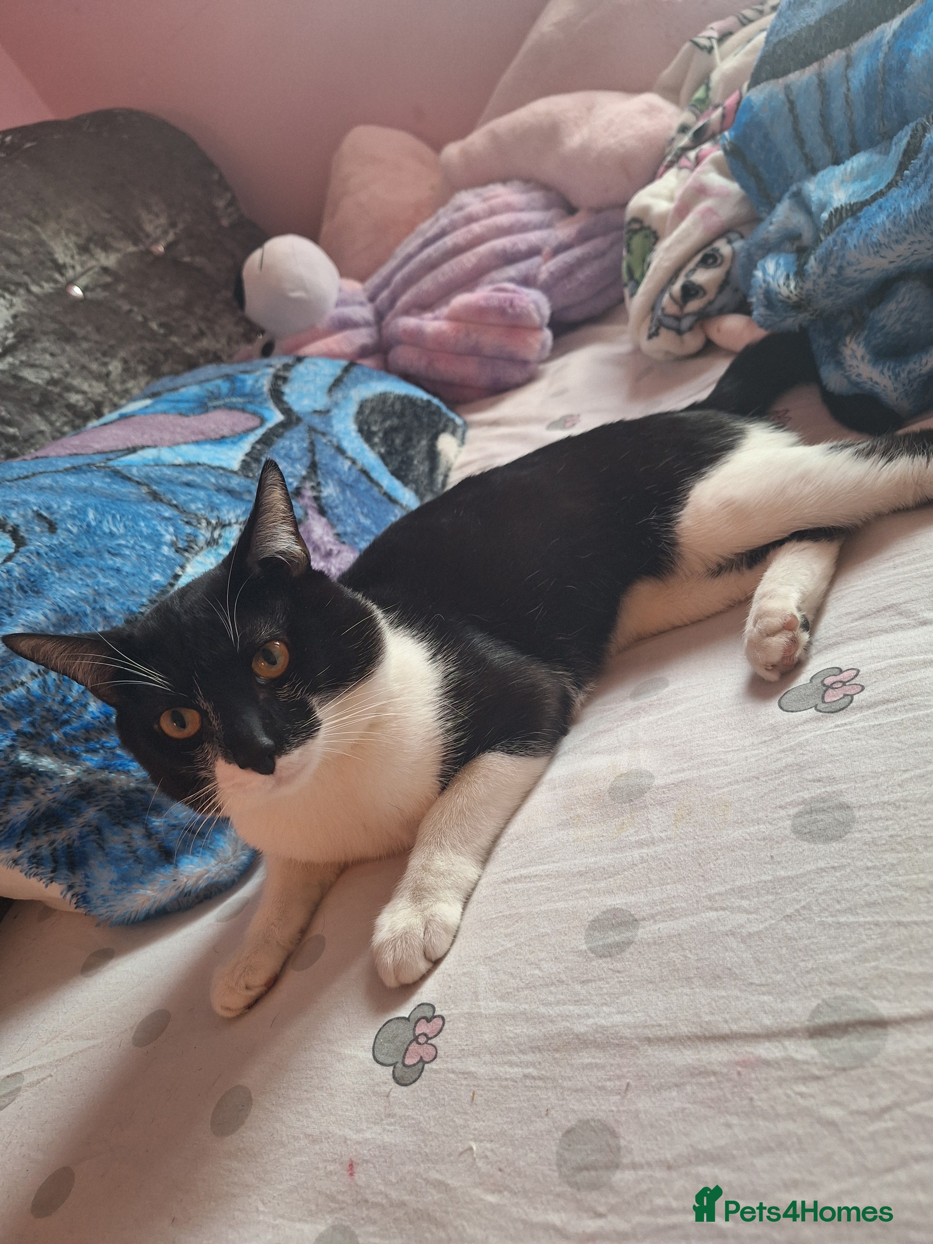 Mixed Breed cats Loving cat - Advert 4