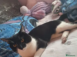 Mixed Breed cats Loving cat - Advert 4