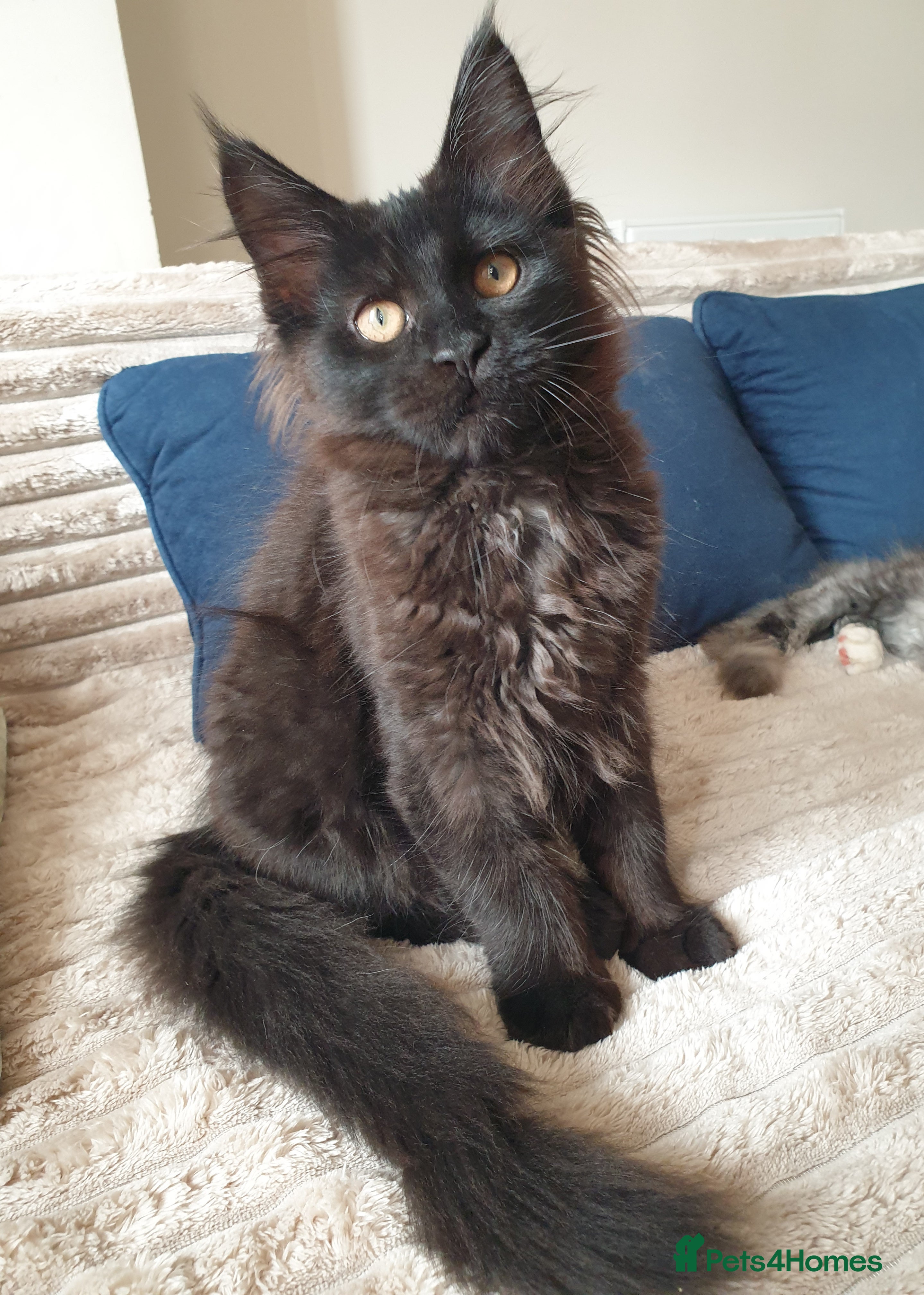 Maine Coon cats Maine coon kittens  - Advert 14