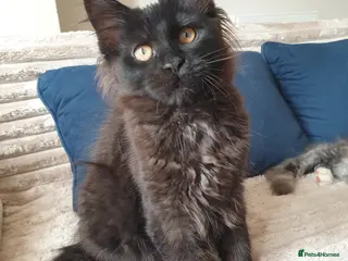 Maine Coon cats Maine coon kittens - Advert 14