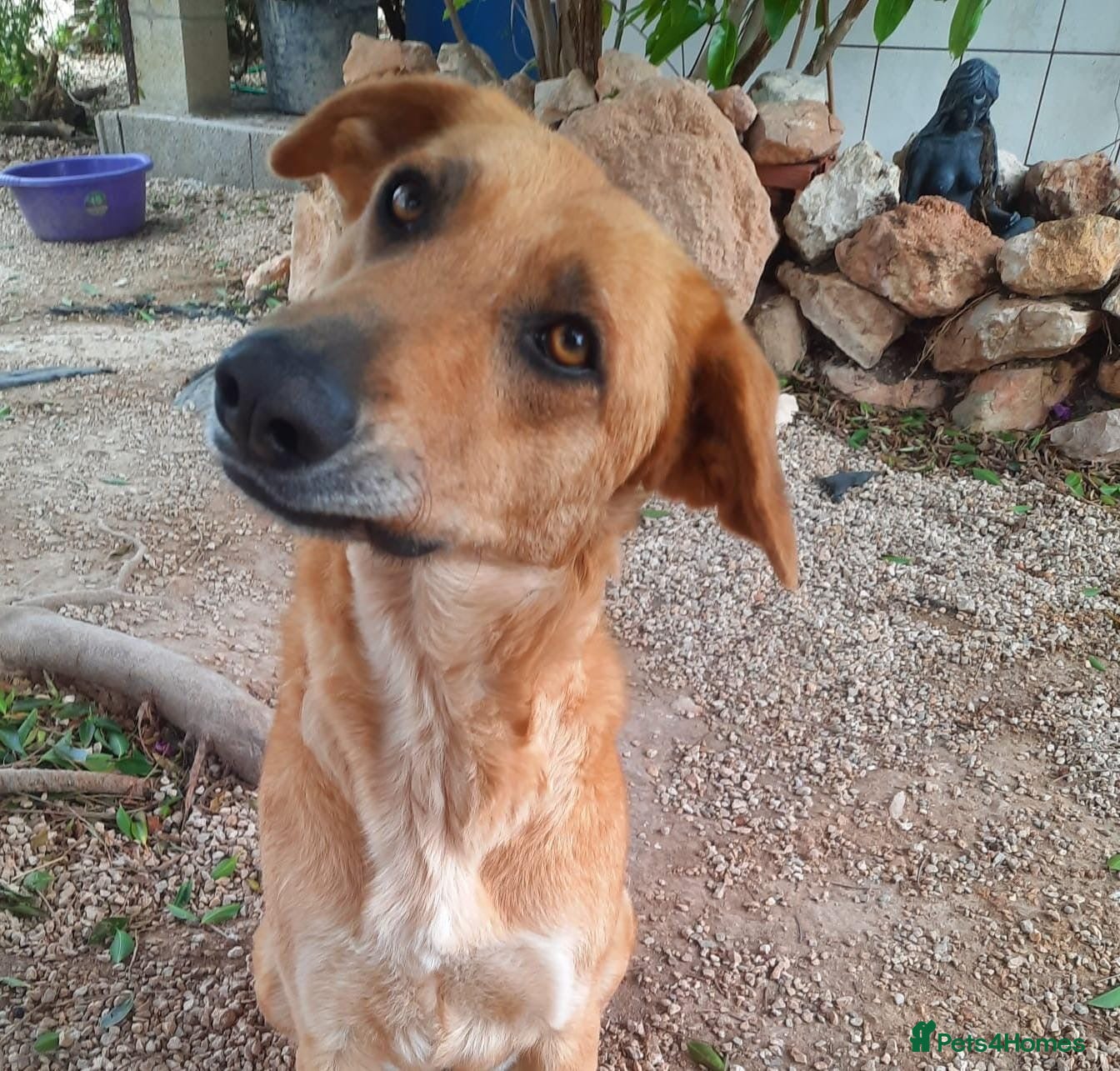 Mixed Breed dogs Forever Home for Puppy Phoebe  - Advert 3