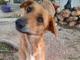 Mixed Breed dogs Forever Home for Puppy Phoebe - Advert 3