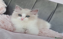 Ragdoll cats for sale: Reduced RARE Brown/mink Green-eyed Ragdoll kittens - Image 24