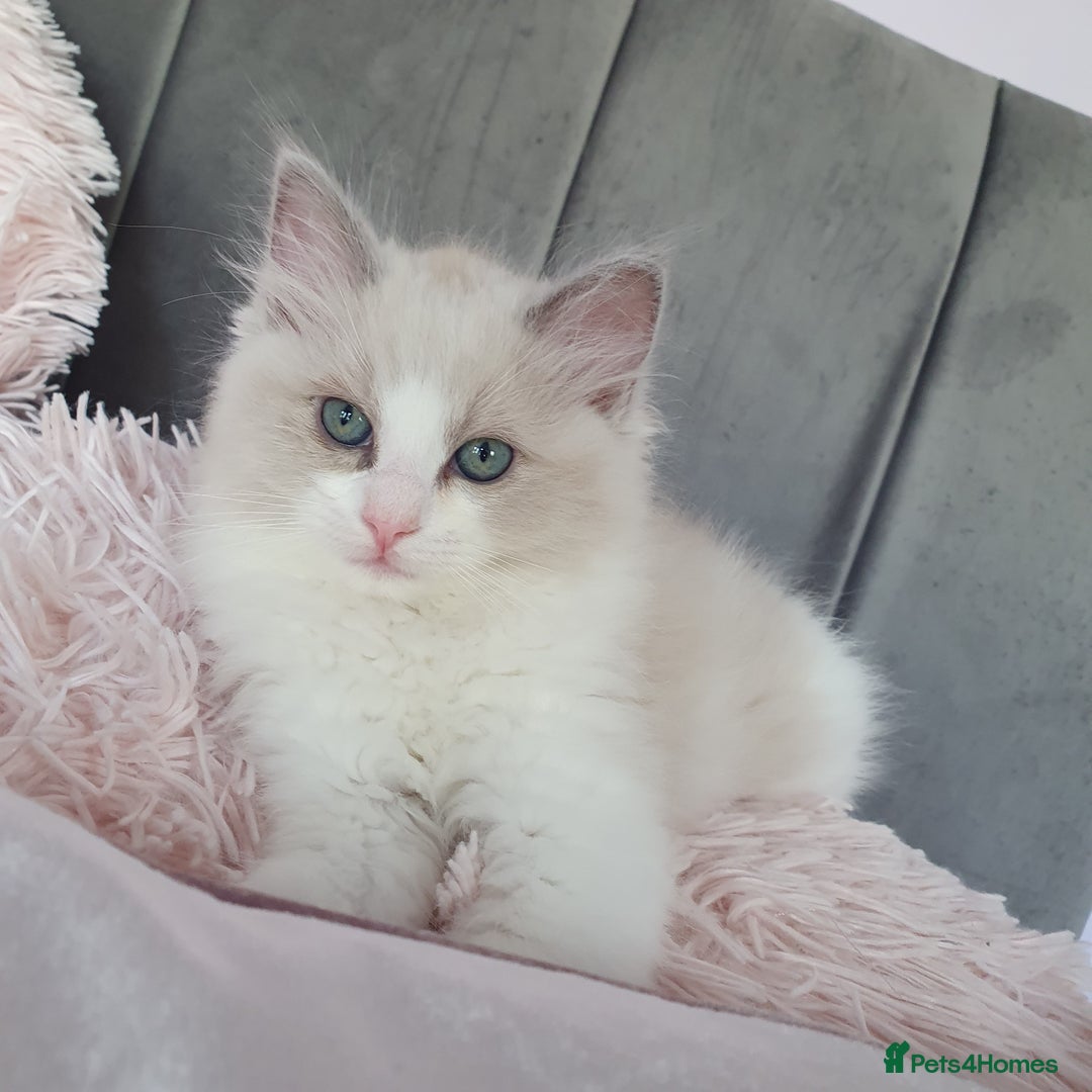 Ragdoll cats for sale: Reduced RARE Brown/mink Green-eyed Ragdoll kittens - Image 24