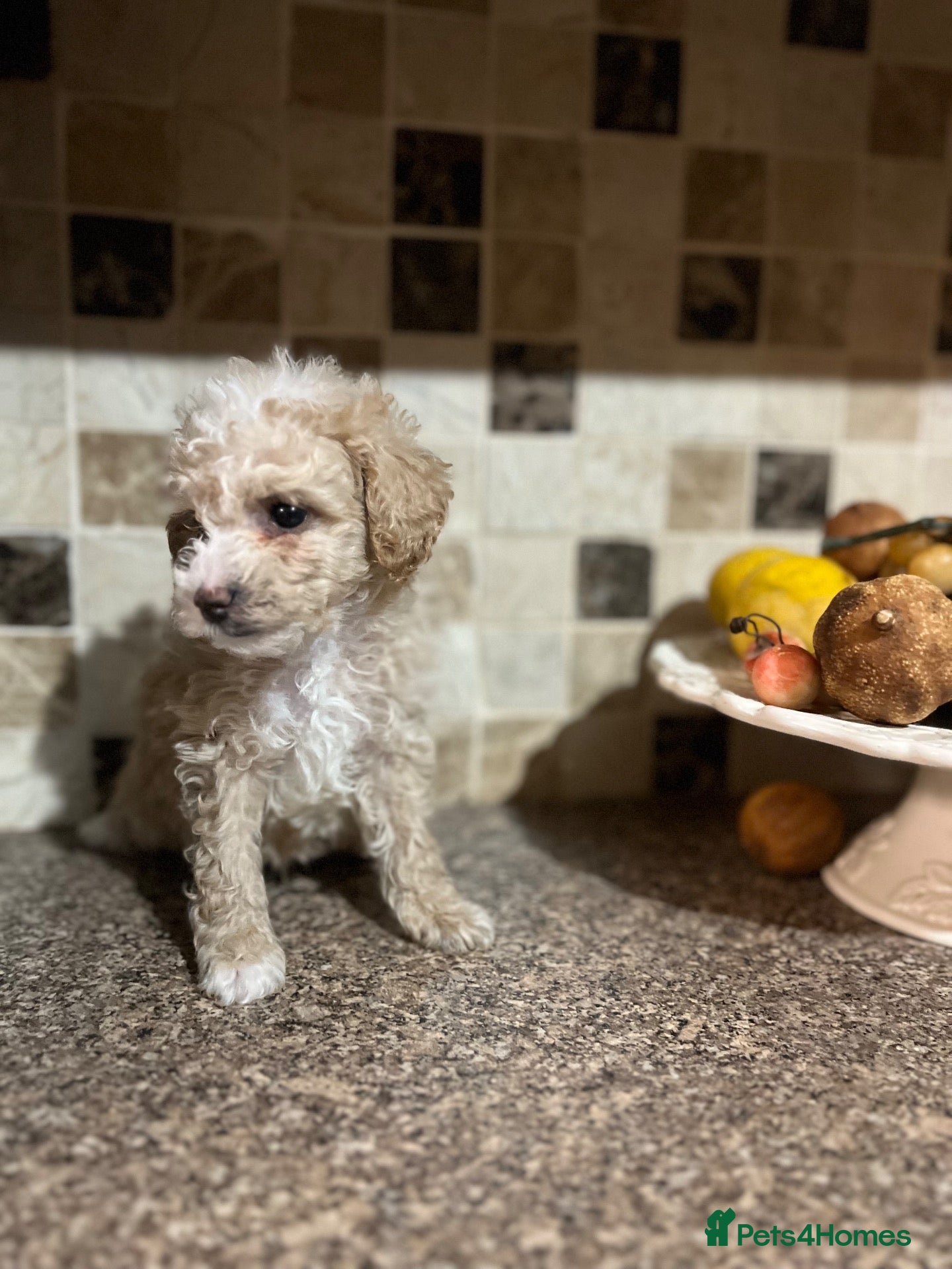 Poochon dogs Poochon - Advert 7