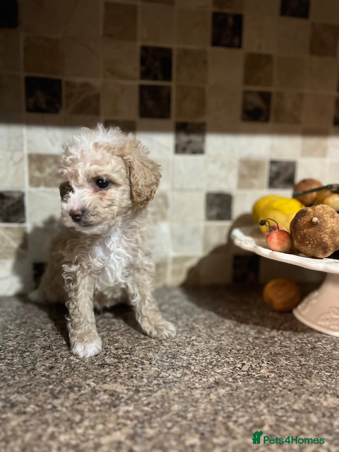 Poochon dogs for sale: Poochon - Advert 1