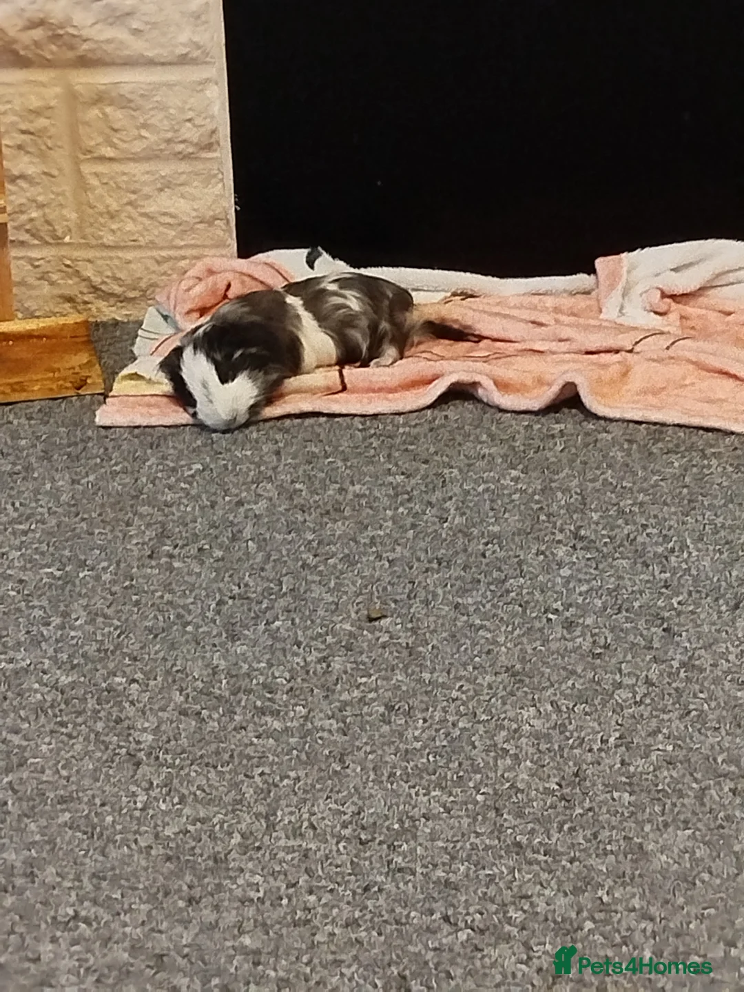 Guinea Pig rodents for sale: 2 Boar Guinea Pigs - Advert 11