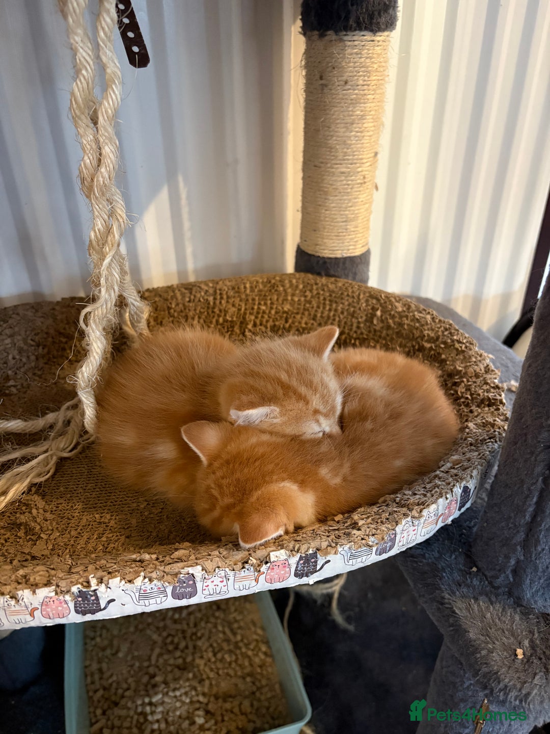 Mixed Breed cats for sale: Adorable fluffy ginger kittens  - Image 3