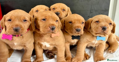 Labrador Retriever dogs - Advert 3