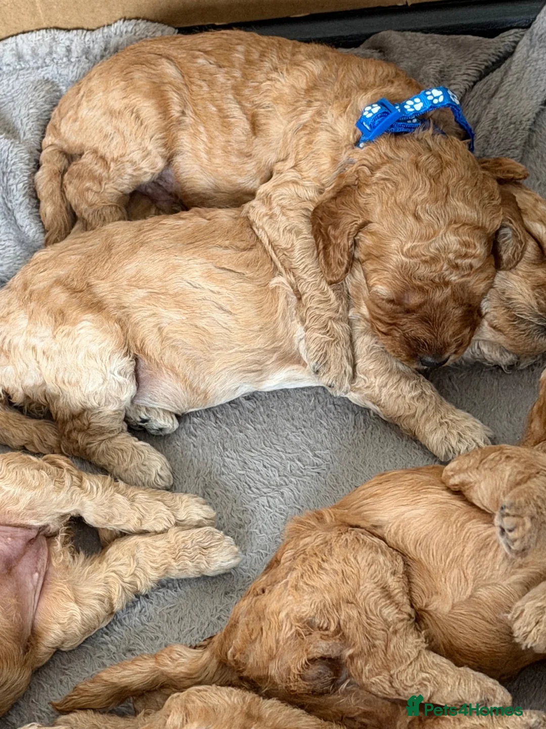 Cockapoo dogs for sale: Beautiful cockapoo puppies  in Widnes - Advert 2